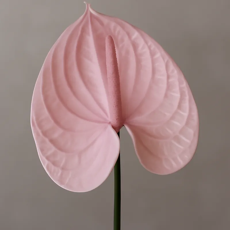 Anthurium (flamingobloem) – roze