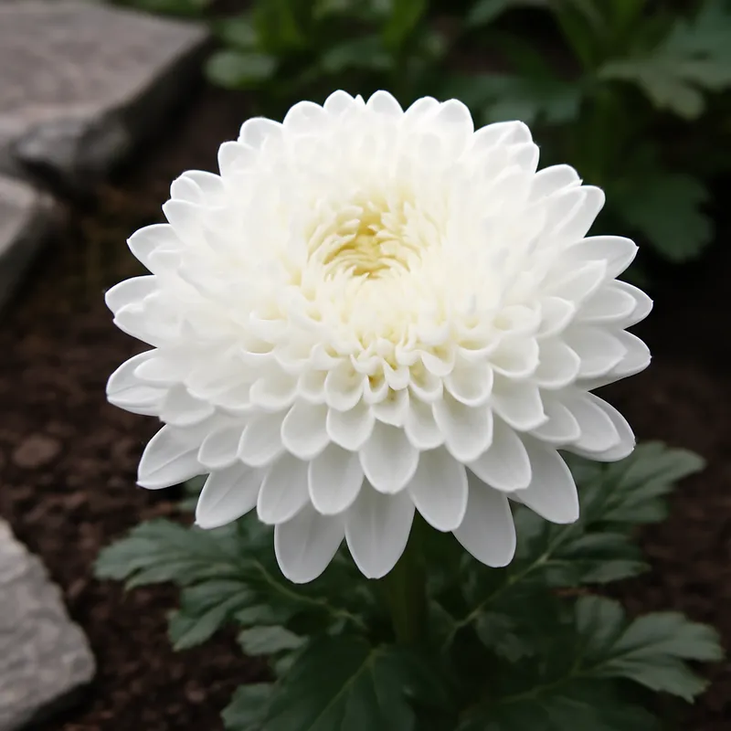 Chrysant – wit – afbeelding 4