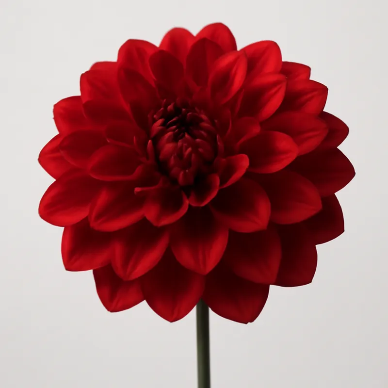 Dahlia – rood