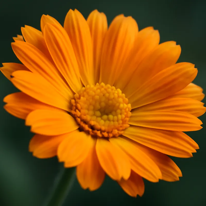 Goudsbloem – klassiek – afbeelding 2