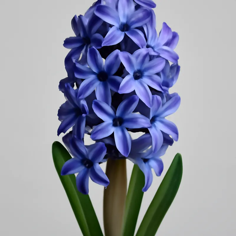 Hyacint – geurende lentebloem