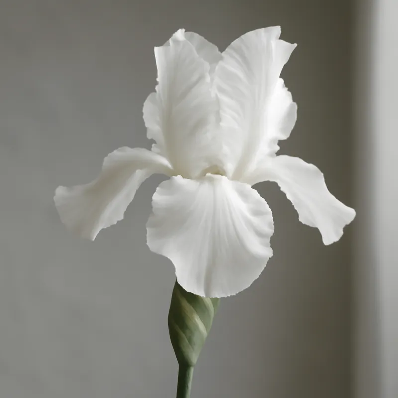Iris – wit