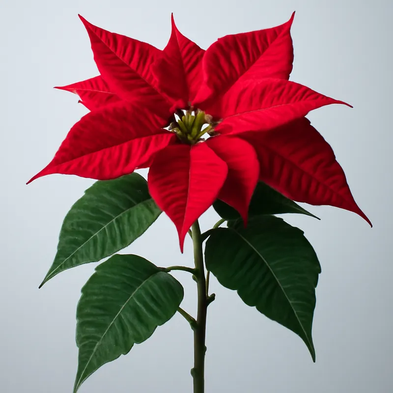 Kerstster – klassiek