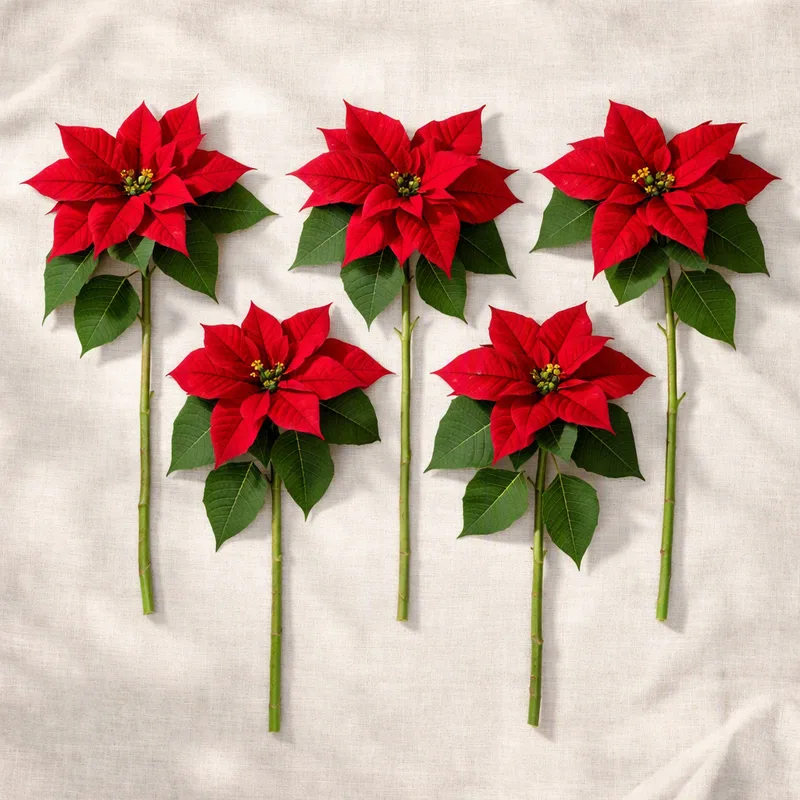 Kerstster - klassiek - afbeelding 4