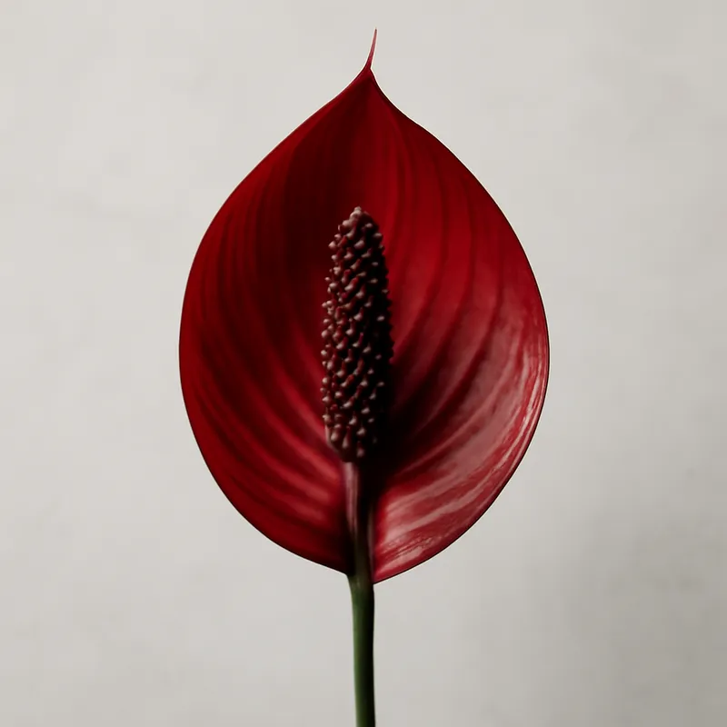 Lepelplant – rood