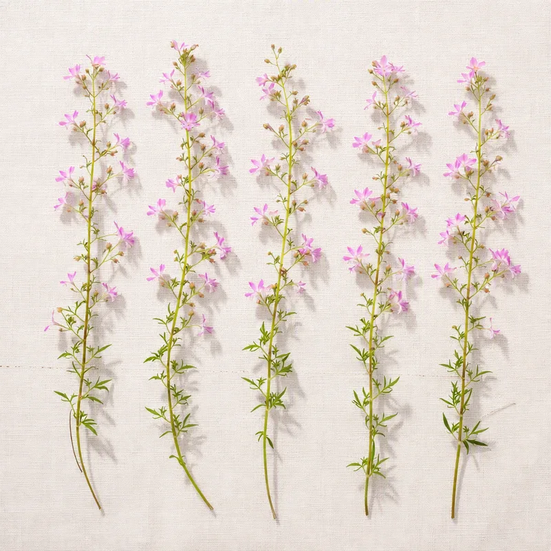 Lobelia - roze - afbeelding 4