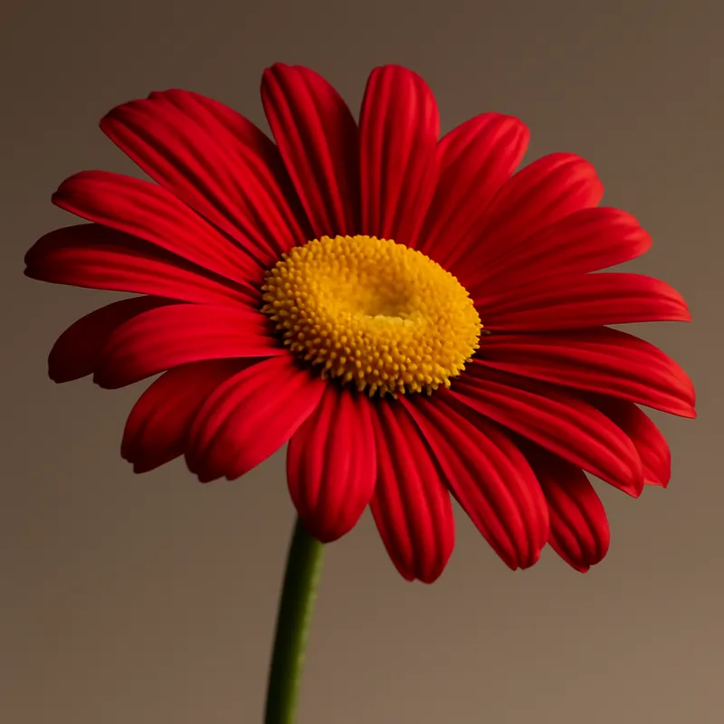 Madeliefje – rood