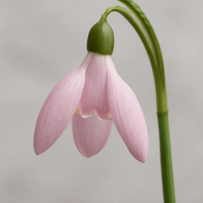 Sneeuwklokje – roze