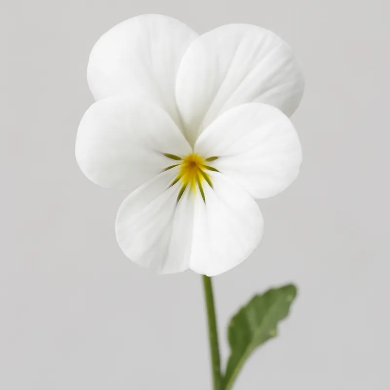 Viooltje – wit